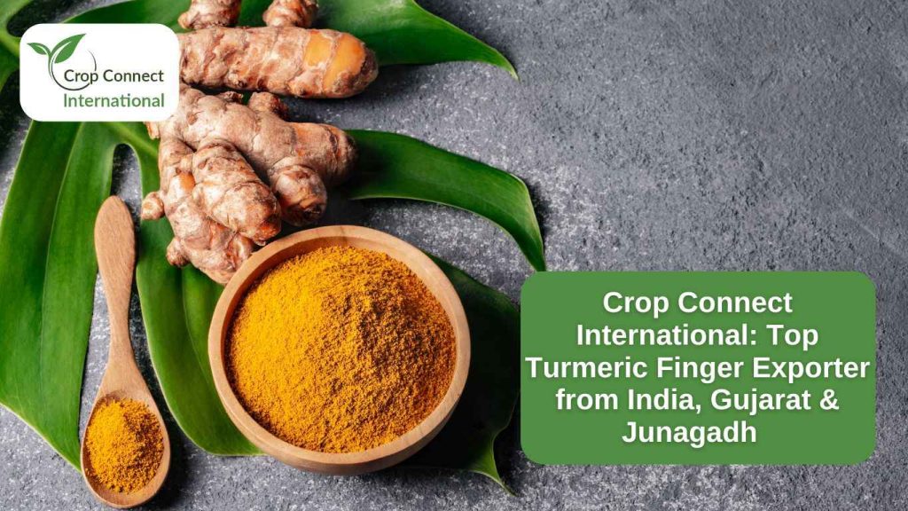 Crop Connect International- Top Turmeric Finger Exporter from India, Gujarat & Junagadh