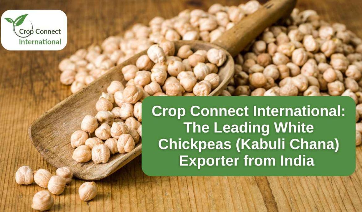 Crop Connect International- The Leading White Chickpeas (Kabuli Chana) Exporter from India