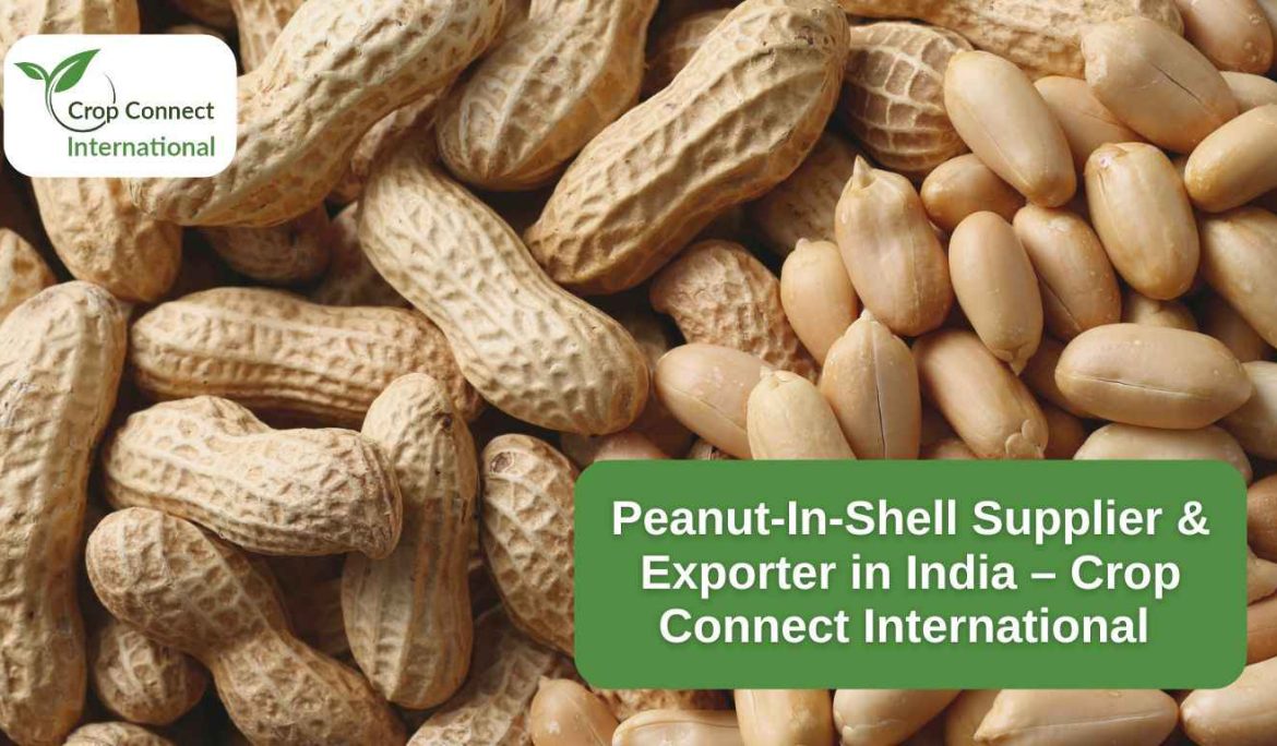 Peanut-In-Shell Supplier & Exporter in India – Crop Connect International